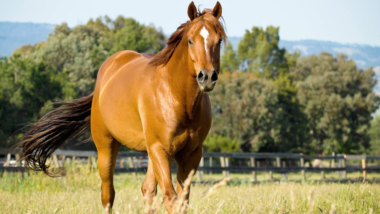 Stallion Breeding Examinations